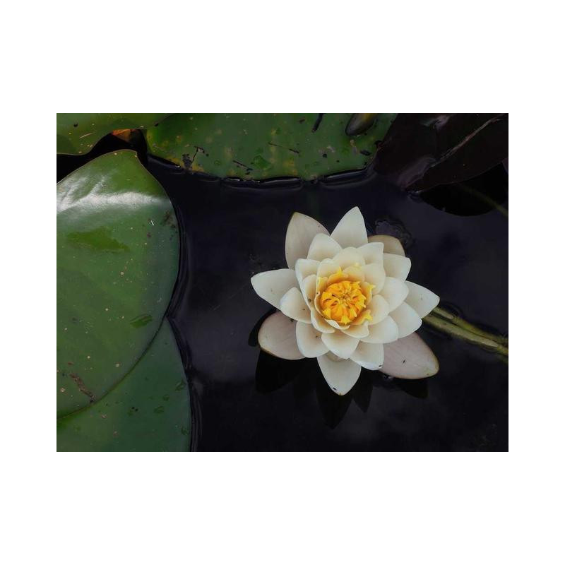 Practical Iron Computer fr-FR